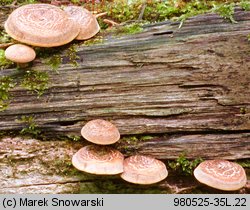 Lentinus arcularius (żagiew włosistobrzega)