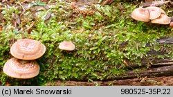 Lentinus arcularius (żagiew włosistobrzega)