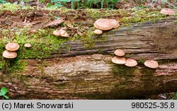 Lentinus arcularius (żagiew włosistobrzega)