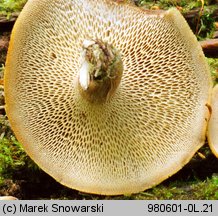 Lentinus arcularius (żagiew włosistobrzega)