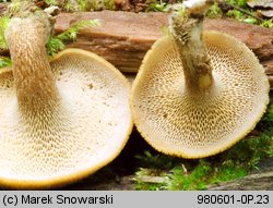 Lentinus arcularius (żagiew włosistobrzega)