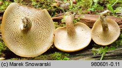 Lentinus arcularius (żagiew włosistobrzega)