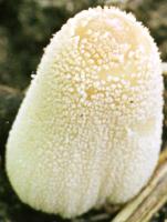 Coprinellus xanthothrix (czernidłak żółtołuseczkowy)