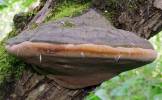 Phellinus igniarius (czyreń ogniowy)