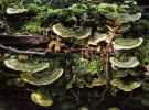 Trametes versicolor (wrośniak różnobarwny)