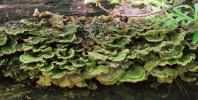 Trametes versicolor (wrośniak różnobarwny)