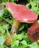 Hortiboletus rubellus (parkogrzybek czerwonawy)