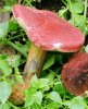 Hortiboletus rubellus (parkogrzybek czerwonawy)