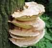 Laetiporus sulphureus (żółciakiem siarkowym)