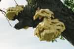 Laetiporus sulphureus (żółciakiem siarkowym)