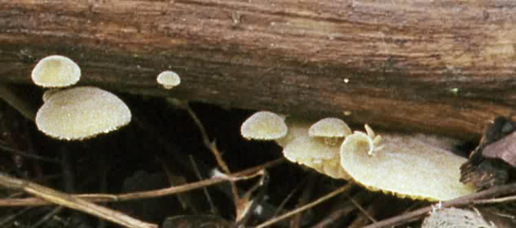 Simocybe rubi