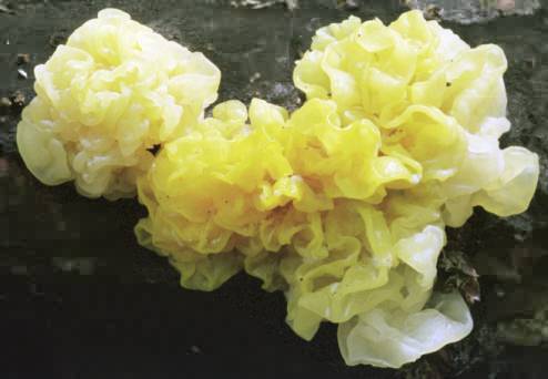 Tremella mesenterica (trzęsak pomarańczowożółty)