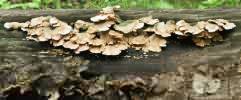 Schizophyllum commune (rozszczepka pospolita)