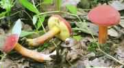 Hortiboletus rubellus (parkogrzybek czerwonawy)