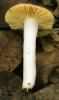 Russula odorata (gołąbek wonny)