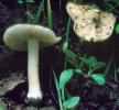 Inocybe margaritispora (strzępiak perełkowy)