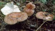 Russula vesca (gołąbek wyborny)