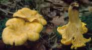 Cantharellus cibarius (pieprznik jadalny)