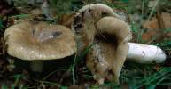 Russula sororia (gołąbek piekący)