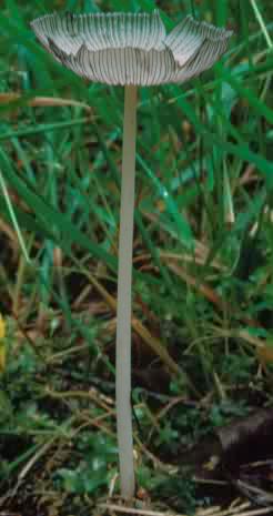 Coprinellus xanthothrix (czernidłak żółtołuseczkowy)