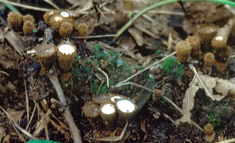 Cyathus striatus (kubek prążkowany)