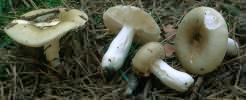 Russula aeruginea (gołąbek białozielonawy)