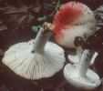 Russula luteotacta (gołąbek żółknący)