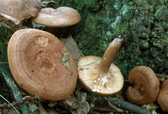 Lactarius quietus (mleczaj miły)