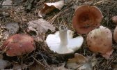 Russula vesca (gołąbek wyborny)