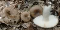 Russula sororia (gołąbek piekący)