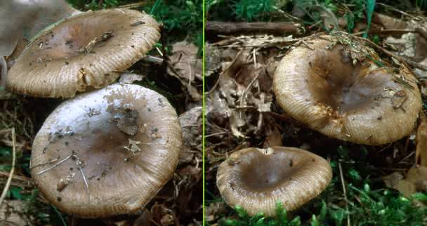 Russula sororia (gołąbek piekący)