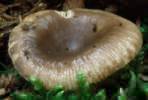 Russula sororia (gołąbek piekący)