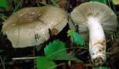 Russula sororia (gołąbek piekący)