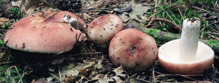 Russula vesca (gołąbek wyborny)