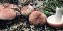 Russula vesca (gołąbek wyborny)