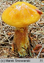 Suillus grevillei (maślak żółty)