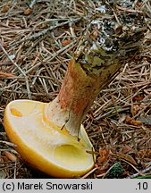 Suillus grevillei (maślak żółty)