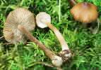 Inocybe napipes (strzępiak rzepowaty)