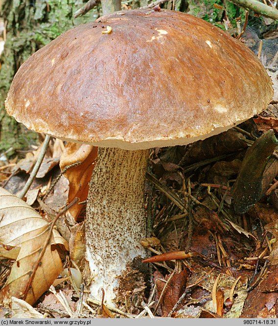 Leccinum scabrum (koźlarz babka)