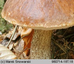 Leccinum scabrum (koźlarz babka)