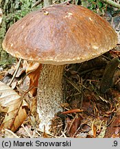 Leccinum scabrum (koźlarz babka)