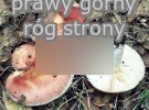 Russula vesca (gołąbek wyborny)