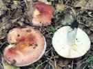 Russula vesca (gołąbek wyborny)