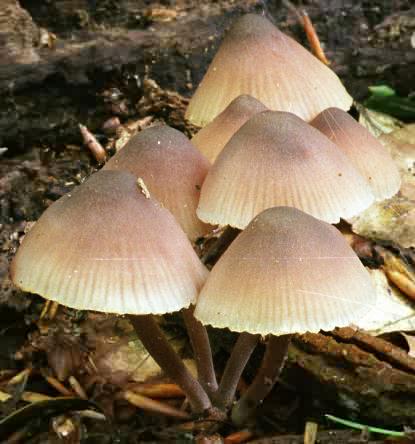 Mycena haematopus (grzybówka krwista)