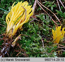 Calocera viscosa (pięknoróg największy)