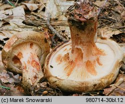 Paxillus involutus (krowiak podwinięty)