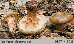 Paxillus involutus (krowiak podwinięty)