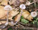 Mycena galopus (grzybówka mleczajowa)