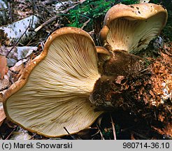 Tapinella atrotomentosa (ponurnik aksamitny)