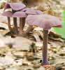 Laccaria amethystina (lakówka ametystowa)